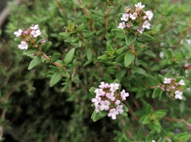 Heilpflanze Thymian